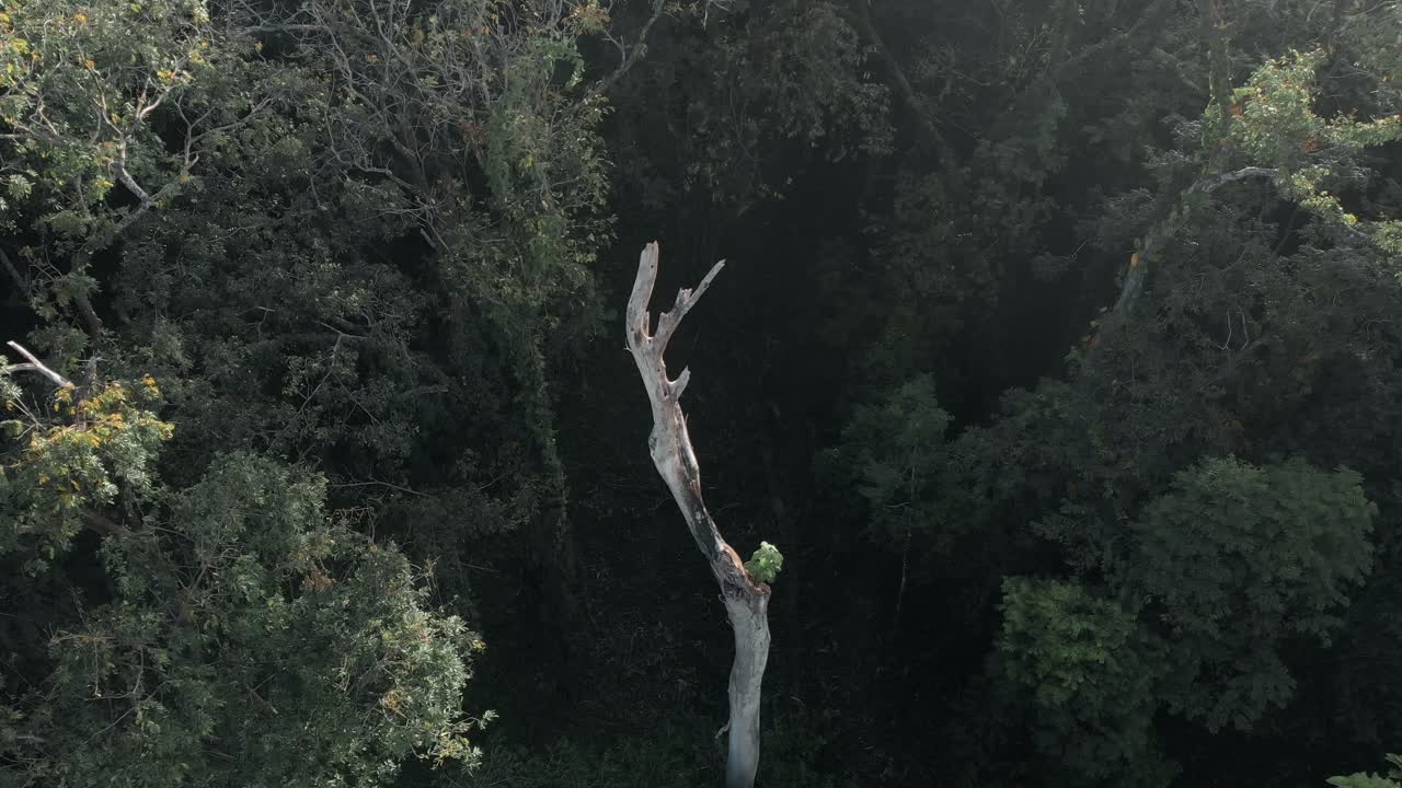 A single broken tree in the middle of the jungle in Costa Rica - aerial descend