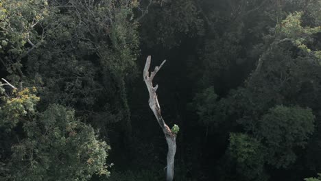 a single broken tree in the middle of the jungle in costa rica - aerial descend