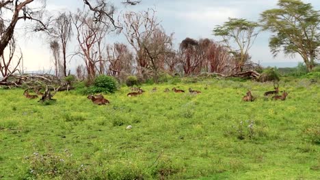 panning left of herd of waterbuck antelopes having rest in long grass surrounded by random trees