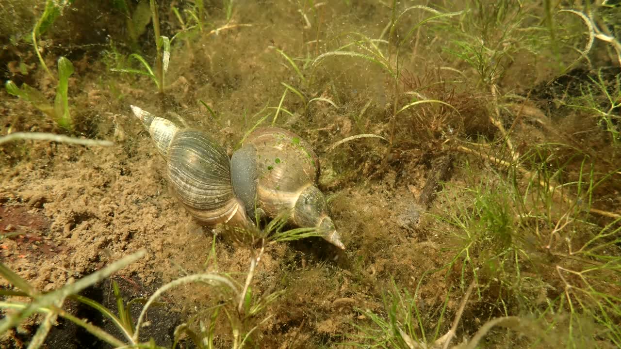 Poelslakken die paren in een vijver, onderwaterzicht. Poelslakken (Lymnaea stagnalis) in copula (voortplanting) in een bosrijk wetland