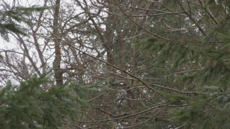 closeup-spruce-needels-waving-in-the-wind