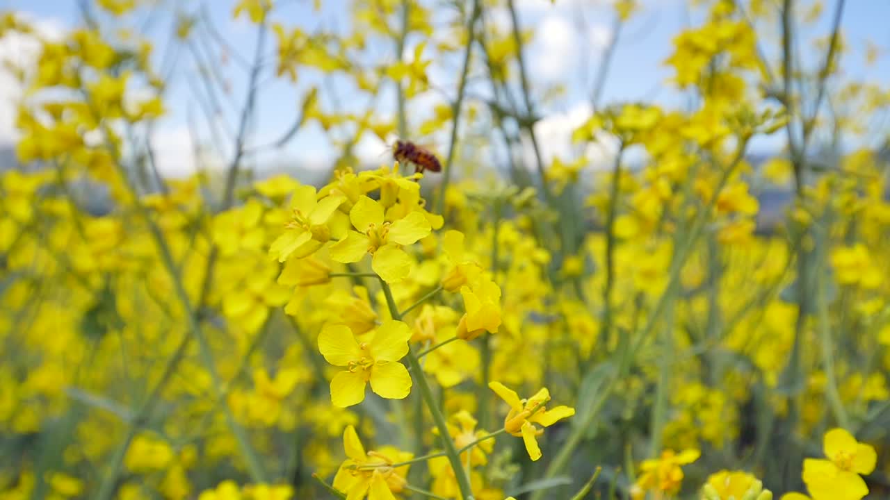 Imagens em câmera lenta de abelha polinizadora em voo coletando pólen de um campo de flores