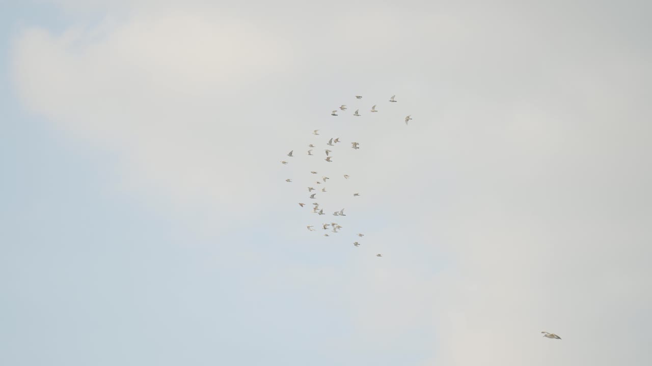 하늘에서 날아다니는 새들