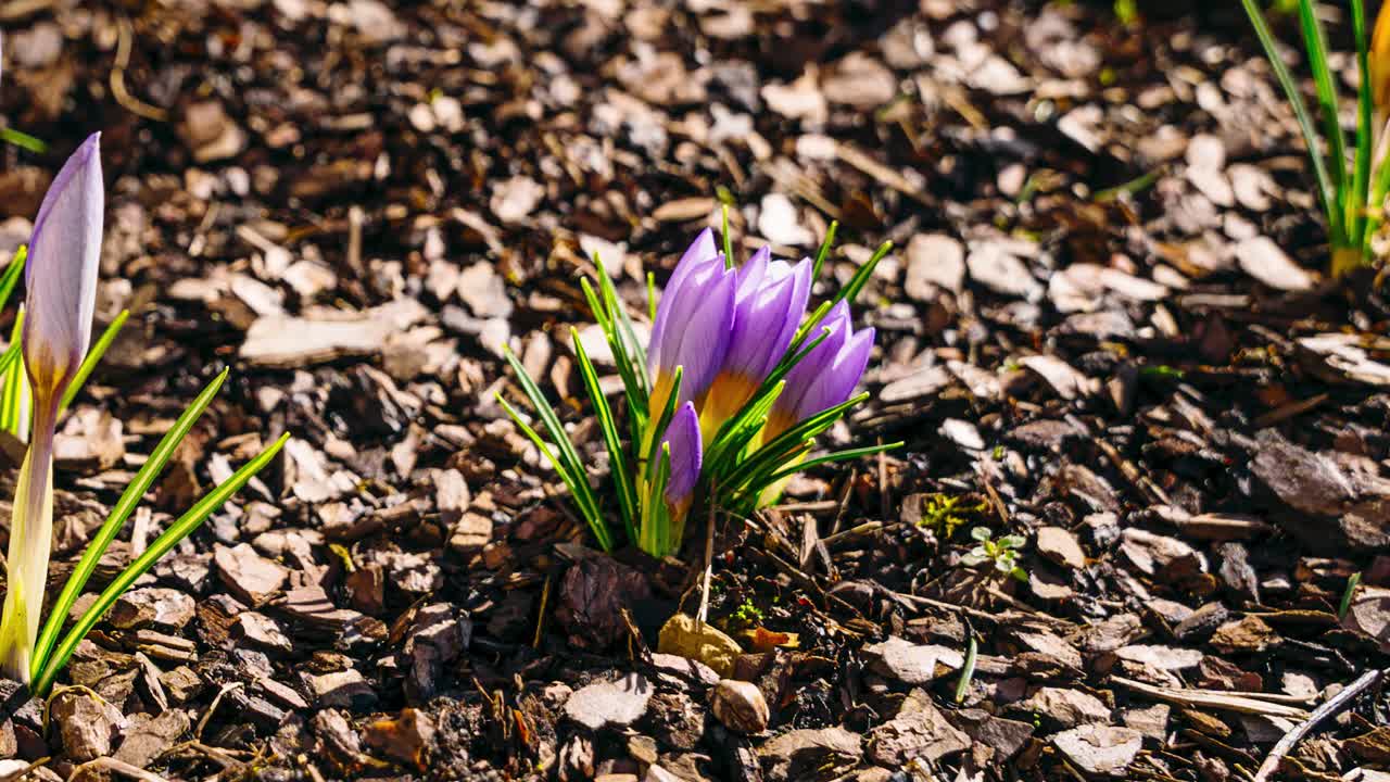 Early spring timelapse close up of crocus flower blooming through melting snow in a sunny day. Thaw is winter.