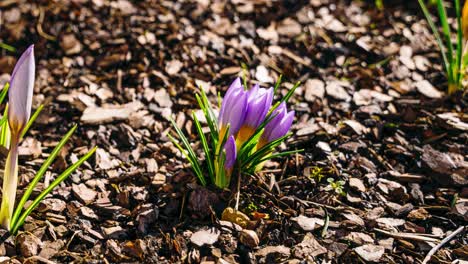 early spring timelapse close up of crocus flower blooming through melting snow in a sunny day. thaw is winter.