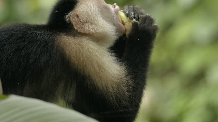 White faced monkey in Costa Rica forest eagerly enjoys feeding on banana SLOW MOTION