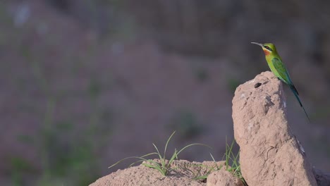 el comedor de abejas de cola azul despegando