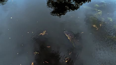 overhead drone establishing of tree-lined lake, alligator camouflaged near water surface