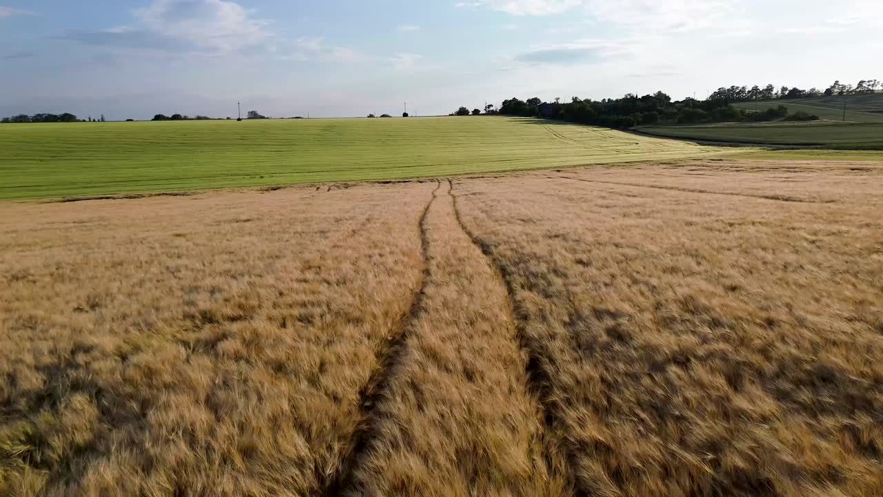 volando sobre un campo de grano a poca distancia del suelo