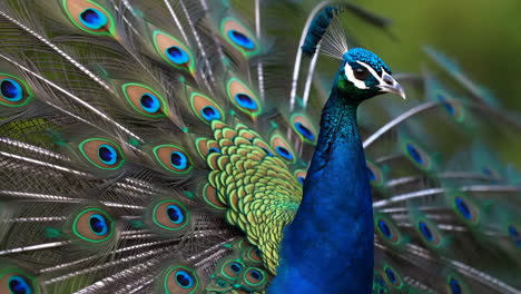 peacock displaying its vibrant tail feathers