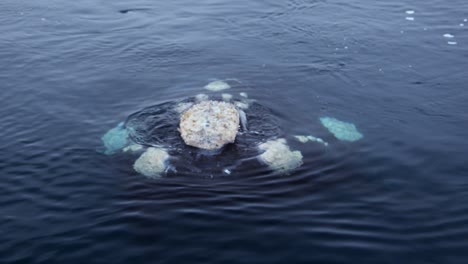 southern right whale appeared on the surface of blue sea in patagonia
