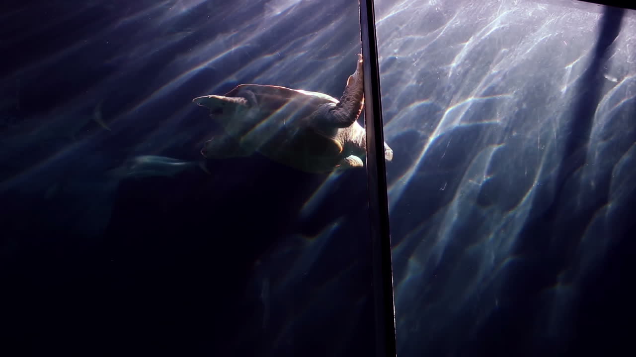 tortuga nadando en el tanque de peces