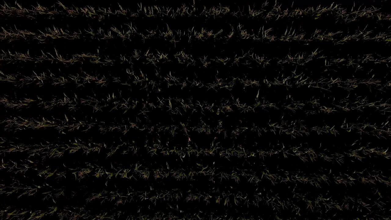 antena ascendente de arriba hacia abajo que proporciona una vista casi abstracta del cultivo del campo de maíz con filas bien definidas y el maíz ondeando en el viento fuerte