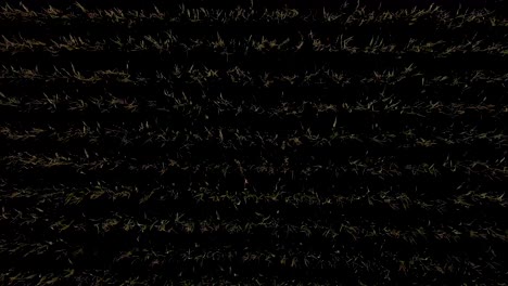 antena ascendente de arriba hacia abajo que proporciona una vista casi abstracta del cultivo del campo de maíz con filas bien definidas y el maíz ondeando en el viento fuerte