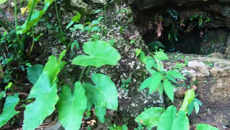 Mysteriöse-Kleine-Höhle,-Die-In-Einem-Garten-Versteckt-Ist,-Der-Nach-Links-Schwenkt,-Um-In-Japanischer-Hiragana-Kalligrafie-Zu-Unterschreiben