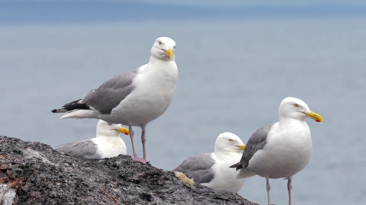 Algumas gaivotas empoleiradas em uma rocha à beira-mar em um dia nublado, com uma gaivota regurgitando sua refeição.