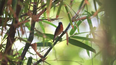 a migrant chinese-blue flycatcher perching on the bamboo branch while waiting for its next meal