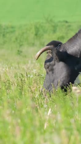 A Brown Cow Eats Grass on the very Green and Bloom Meadow a Brown Cow Eats Grass on the very Green and Bloom Meadow