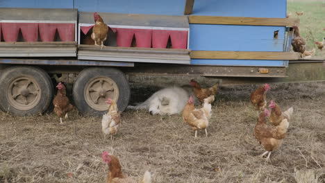 footage of a dog sleeping under a chicken coop in the morning while chickens walk around it on the farm