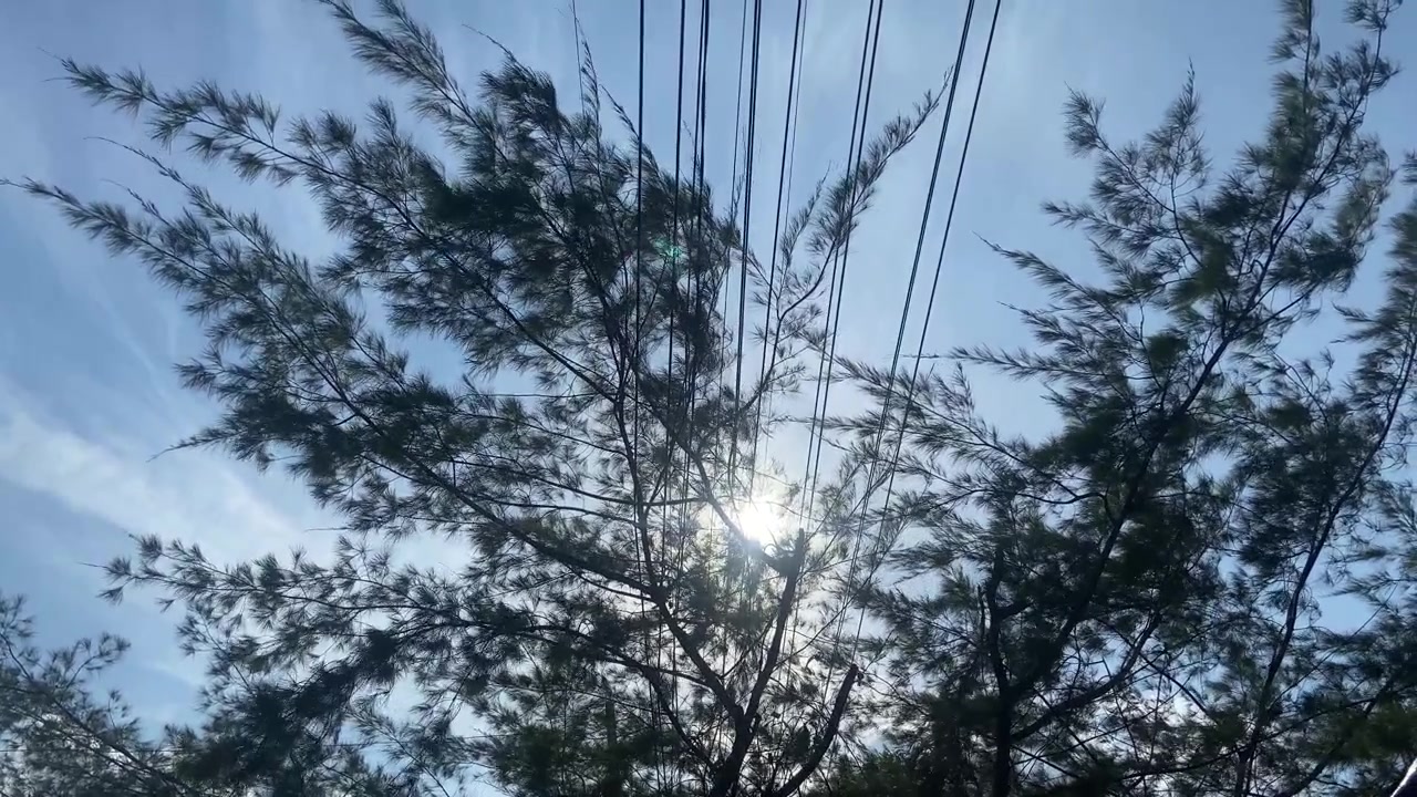 Sunlight Shines Through Tree Branches on a Clear Blue Sky Day