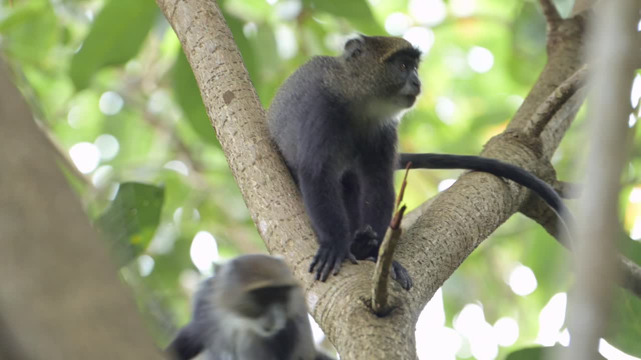 monos en cámara lenta subiendo a un árbol en áfrica en el parque nacional kilimanjaro en tanzania en un safari de vida silvestre y animales africanos, mono azul en una rama de árbol en un bosque en ramas