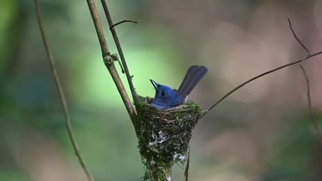 Black-naped-Blue-Flycatcher,-Hypothymis-azurea,-Thailand