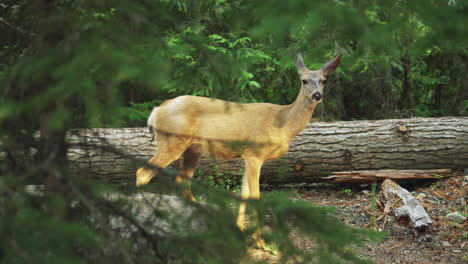 female mule deer in sunlight at glacier national park woodland forest