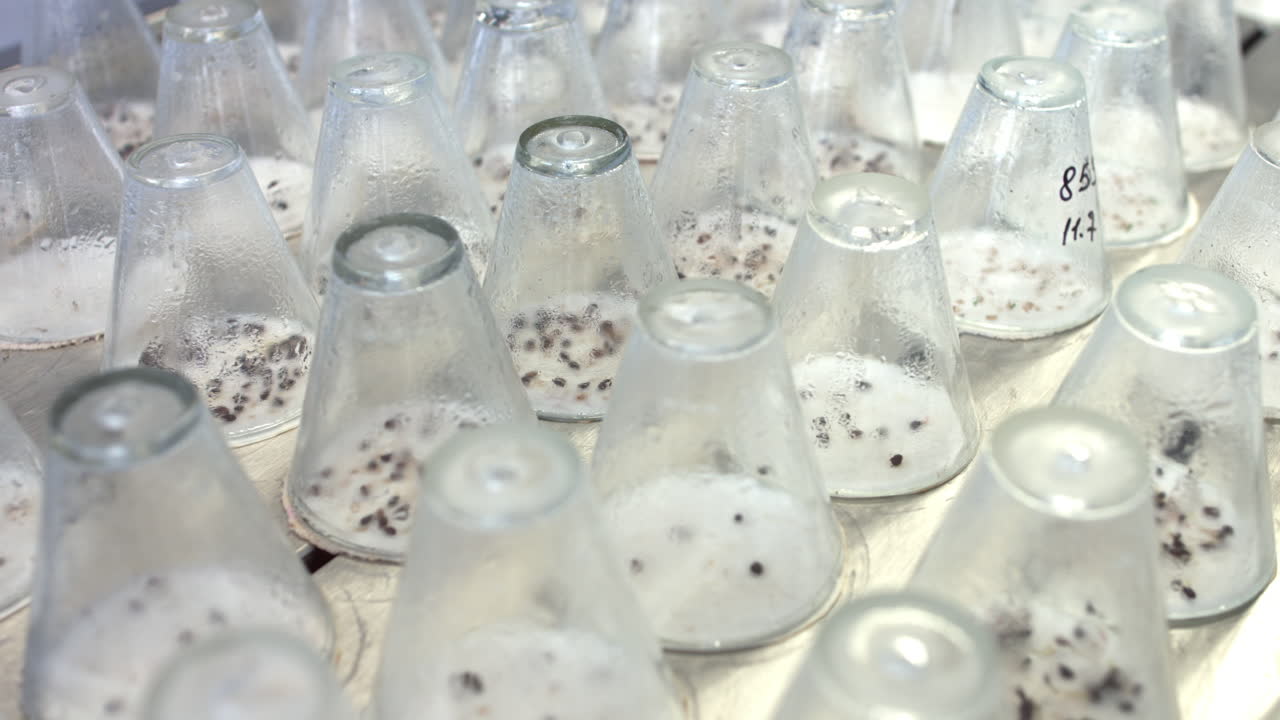 실험실 유리 용기  ⁇ 에서 자라는 식물 씨 ⁇ . 발아된 식물  ⁇ 이