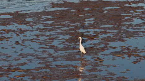 a great egret wades through mudflats in port douglas, australia, during golden hour, showcasing its hunting behavior