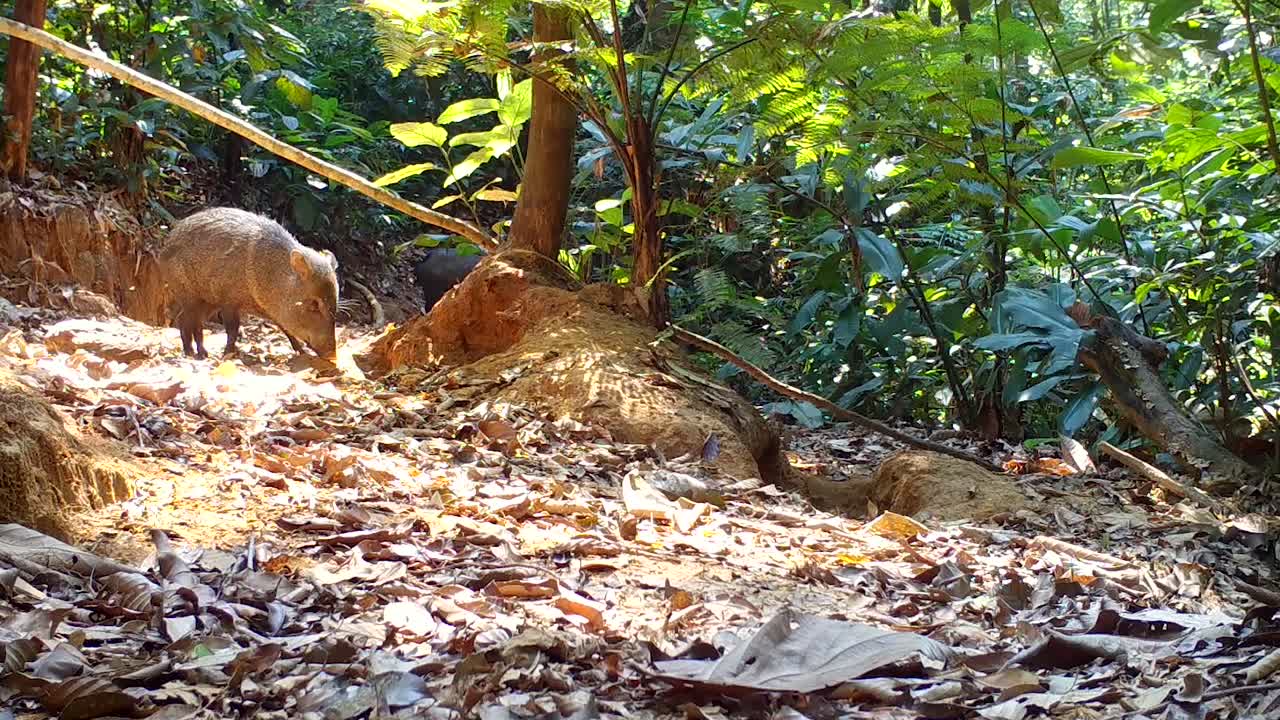 animale selvatico nella foresta pluviale