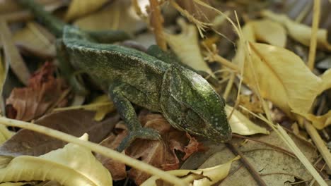 the chameleon on the leaves