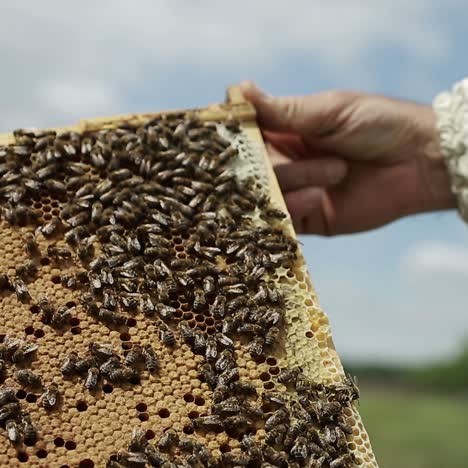 A Man Takes A Honeycomb From A Hive. Human takes a honeycomb with bees from a hive