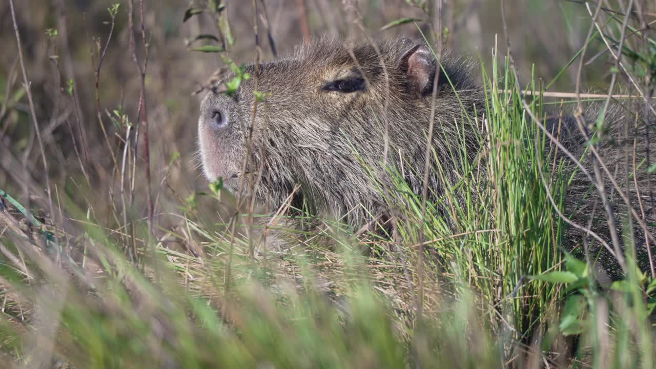 Capybara partially hidden in tall reeds, motionless with head exposed and ears alert, medium telephoto static
