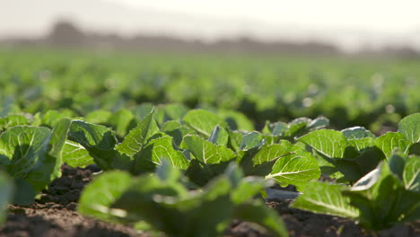 Slider-past-crops-in-field