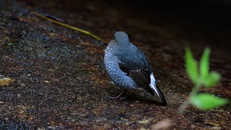 this female plumbeous redstart is not as colourful as the male but sure it is so fluffy as a ball of a cute bird