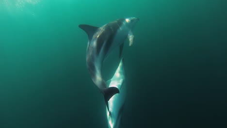 delfines copulando apareándose tiro submarino cámara lenta