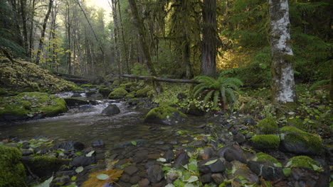 Camera-pans-across-lush-pacific-northwest-forest-and-mountain-stream