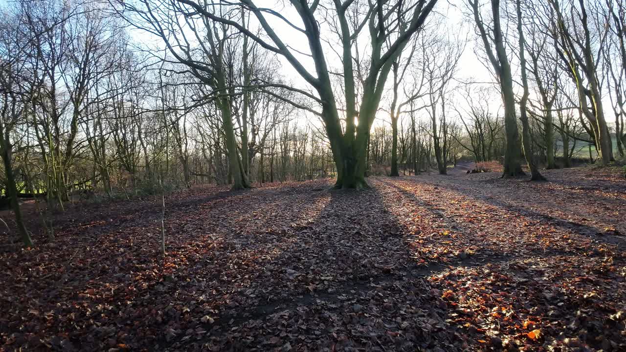 Drone FPV voando através de um feixe de sol ao nascer do sol entre árvores de floresta, explorando terreno outonal