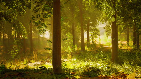 tranquil forest path with sunlight
