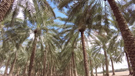 palm tree plantation under a clear sky
