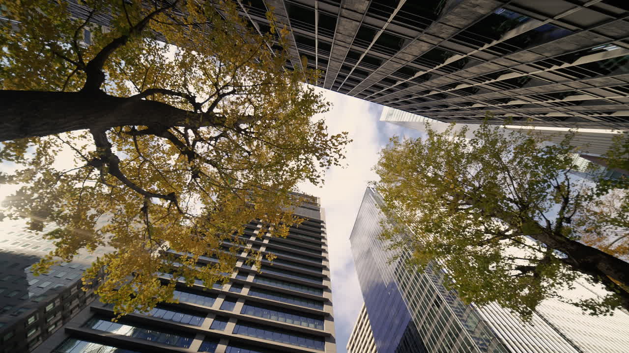 Vista em ângulo baixo de edifícios de escritórios de Tóquio com ginkgos amarelos de outono