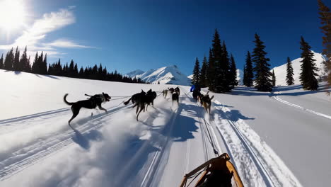 dog sledding adventure in the mountains