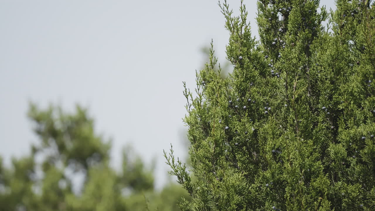Nature scene of Ash Juniper Tree branches and berries, protected habitat in Texas Hill Country