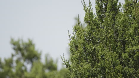 nature scene of ash juniper tree branches and berries, protected habitat in texas hill country