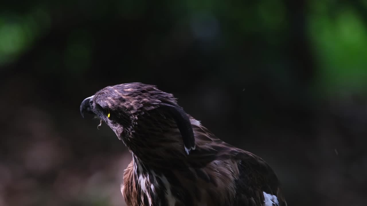 cabeza baja y luego la levanta mientras mira hacia atrás y hacia arriba, pinsker's hawk-eagle nisaetus pinskeri, filipinas