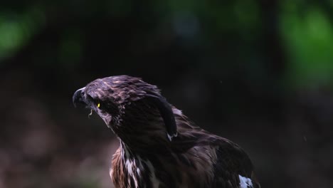 Cabeza-Baja-Y-Luego-La-Levanta-Mientras-Mira-Hacia-Atrás-Y-Hacia-Arriba,-Pinsker&#39;s-Hawk-eagle-Nisaetus-Pinskeri,-Filipinas