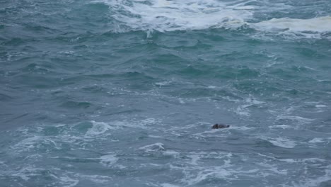 Sea-Otter-multi-tasking-and-showing-off-its-survival-skills-during-the-brutal-winter-season-on-the-Big-Sur-Coast-of-California