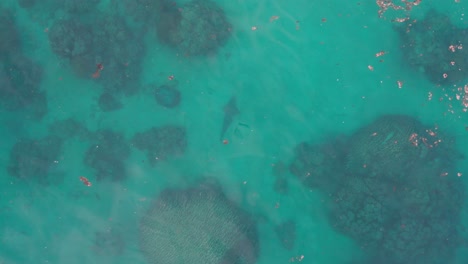 Aerial-view-of-an-elusive-and-endangered-guitar-shark-relaxing-on-the-seabed