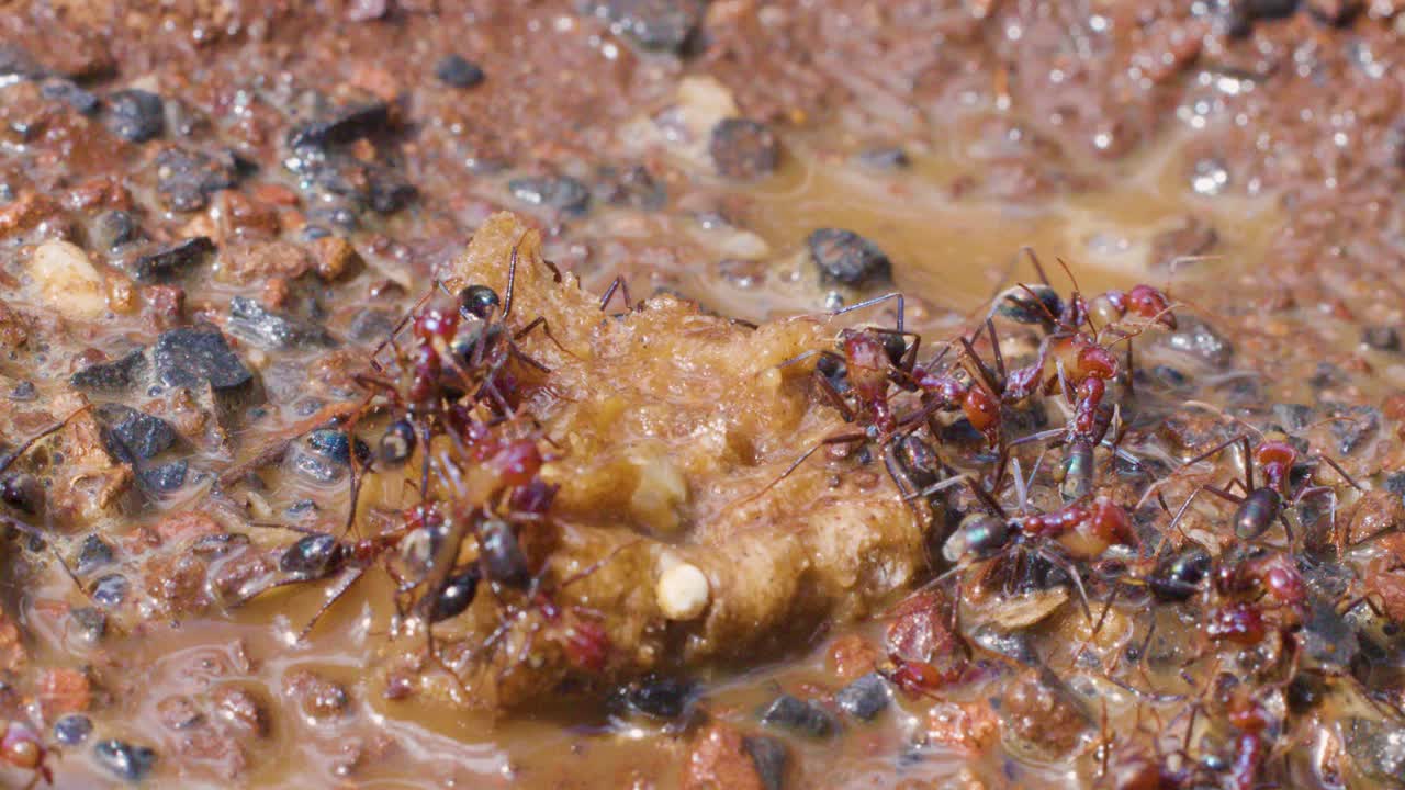 A close-up sequence shows numerous ants actively gathering around a food scrap on damp gravel, working together as rainwater begins to soak the area