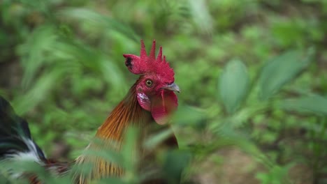 side view of rooster among green foliage - close up